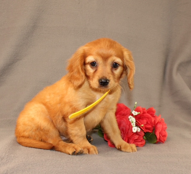 puppy, for, sale, Miniature Golden Retriever, Ivan J. Stoltzfus, dog, breeder, Dornsife, PA, dog-breeder, puppy-for-sale, forsale, nearby, find, puppyfind, locator, puppylocator, aca